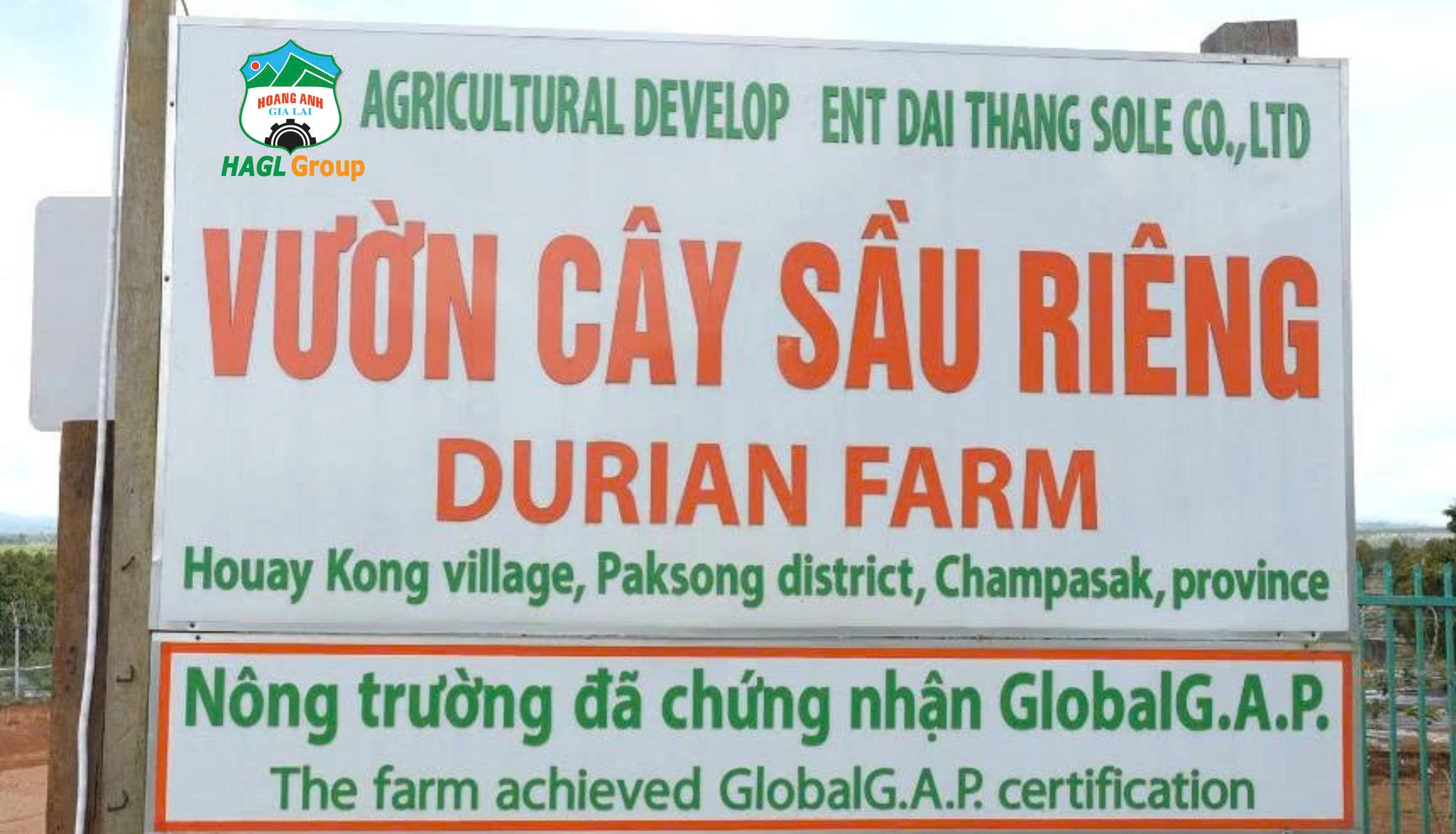 Chi tiết vườn sầu riêng 2