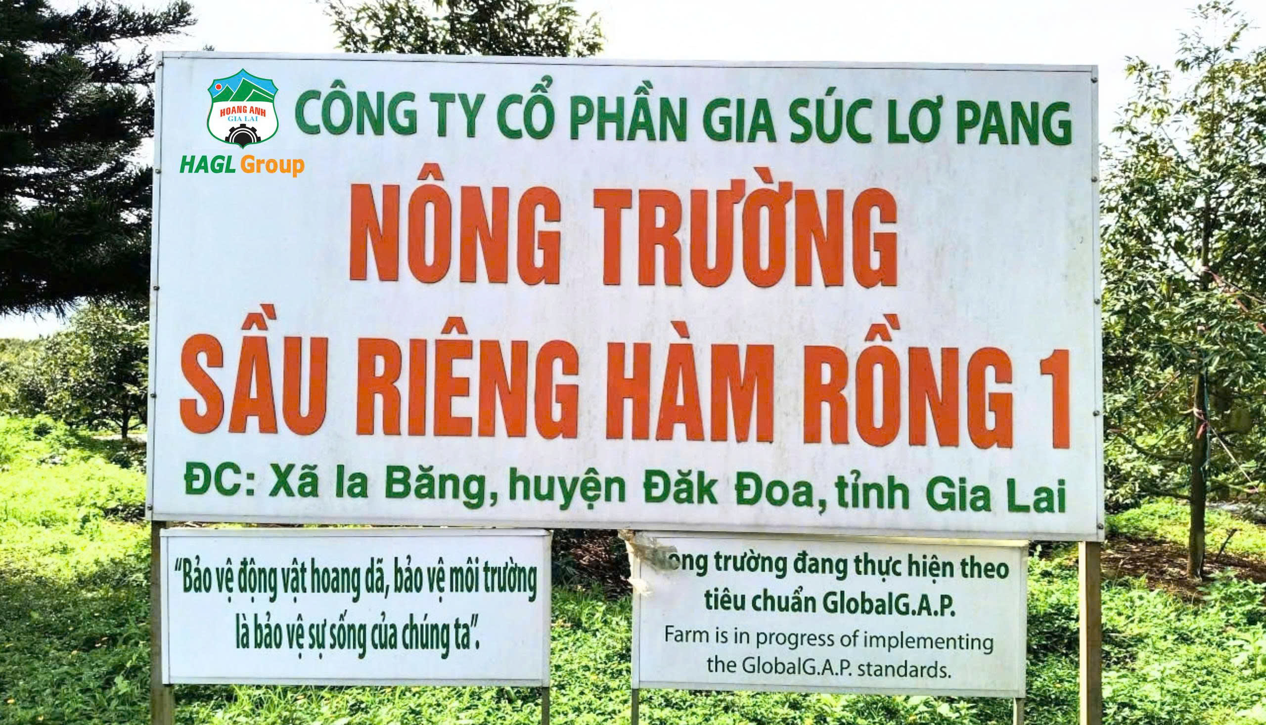 Chi tiết vườn sầu riêng 1