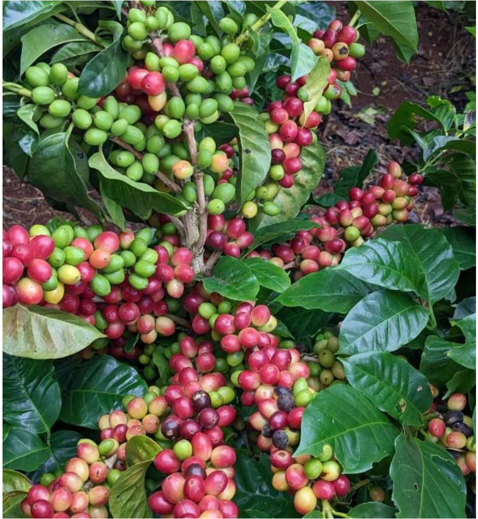 Hạt cà phê Robusta