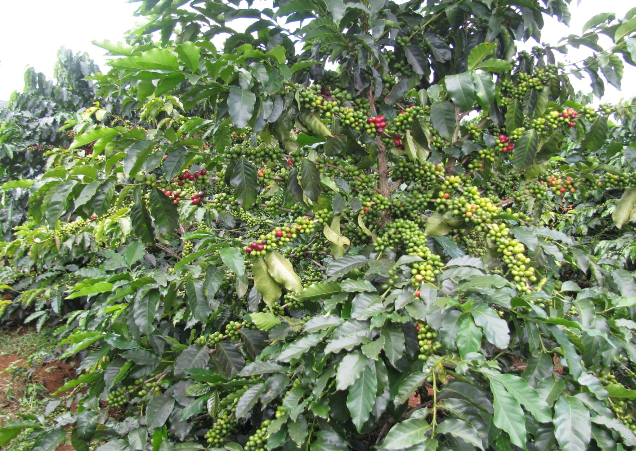 Cà phê chè - Arabica