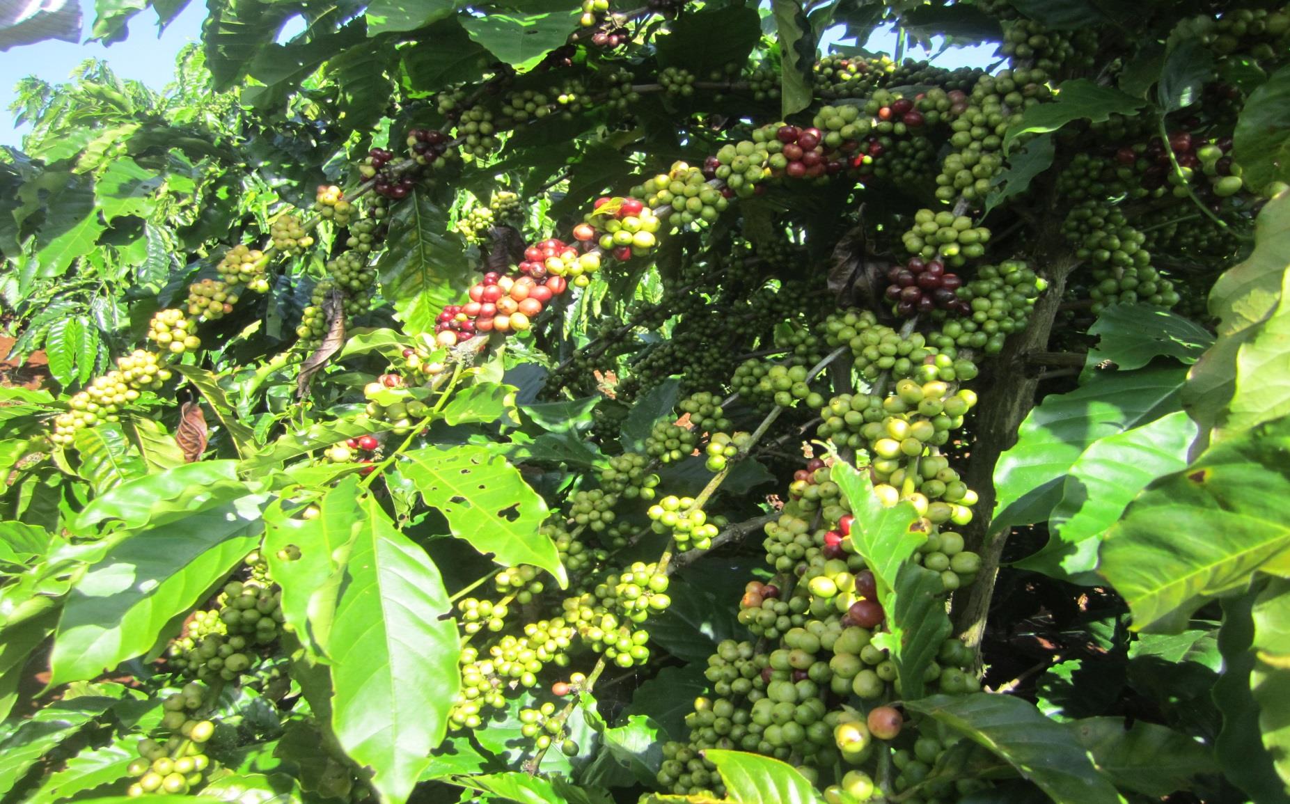Cà phê vối - Robusta