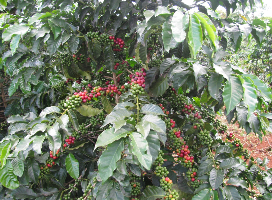 Giống cà phê chè THA1